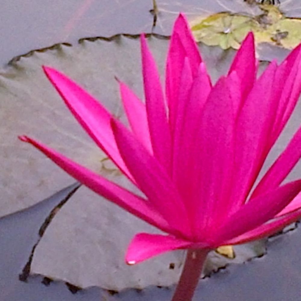 Meet your Posher, Alice